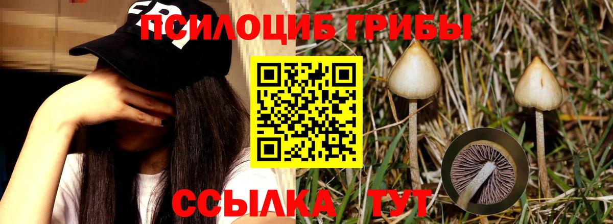 Галлюциногенные грибы Cubensis Кудымкар